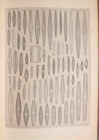 Reproducción/Reproduction 49389414988: Atlas der Diatomaceen-Kunde /. Leipzig :O.R. Reisland,[1874-19.. 