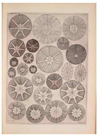 Reproducción/Reproduction 49389885661: Atlas der Diatomaceen-Kunde /. Leipzig :O.R. Reisland,[1874-19.. 