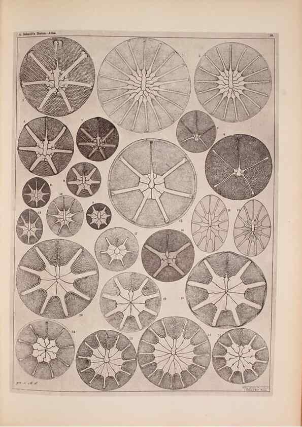 Reproducción/Reproduction 49389885661: Atlas der Diatomaceen-Kunde /. Leipzig :O.R. Reisland,[1874-19.. 