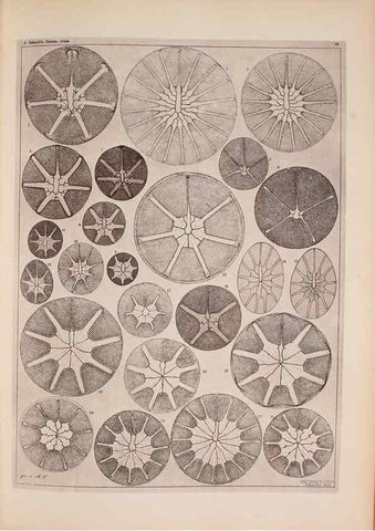 Reproducción/Reproduction 49389885661: Atlas der Diatomaceen-Kunde /. Leipzig :O.R. Reisland,[1874-19.. 