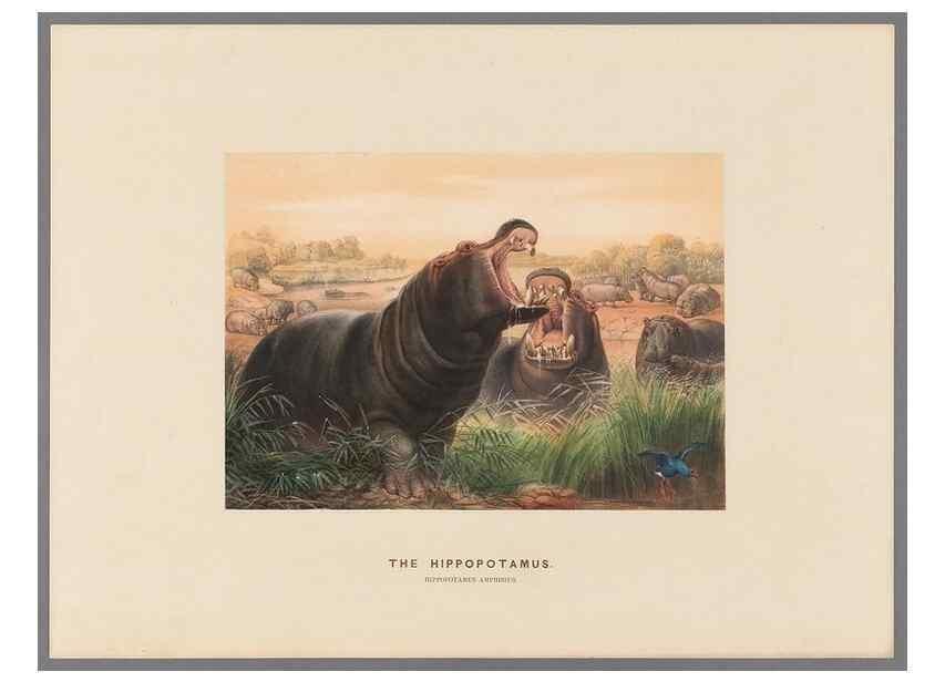 Reproducción/Reproduction 49419295347: Zoological sketches /. London :Henry Graves,1861-1867.. 