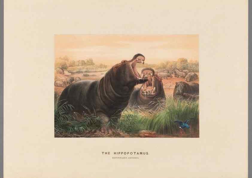 Reproducción/Reproduction 49419295347: Zoological sketches /. London :Henry Graves,1861-1867.. 