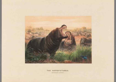 Reproducción/Reproduction 49419295347: Zoological sketches /. London :Henry Graves,1861-1867.. 