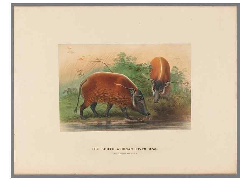 Reproducción/Reproduction 49419076701: Zoological sketches /. London :Henry Graves,1861-1867.. 