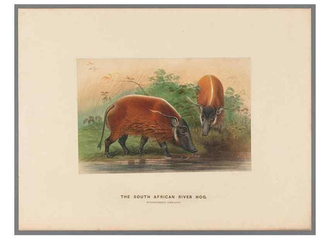 Reproducción/Reproduction 49419076701: Zoological sketches /. London :Henry Graves,1861-1867.. 