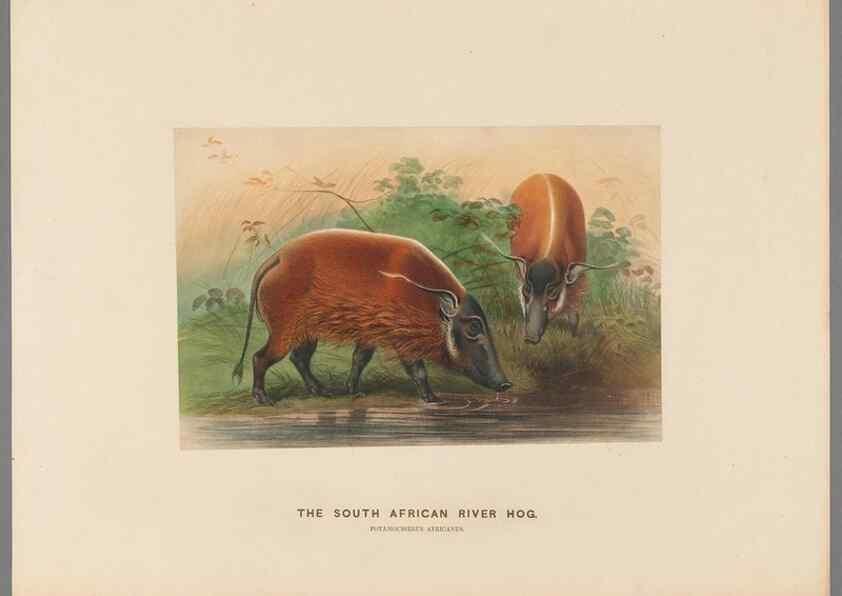 Reproducción/Reproduction 49419076701: Zoological sketches /. London :Henry Graves,1861-1867.. 