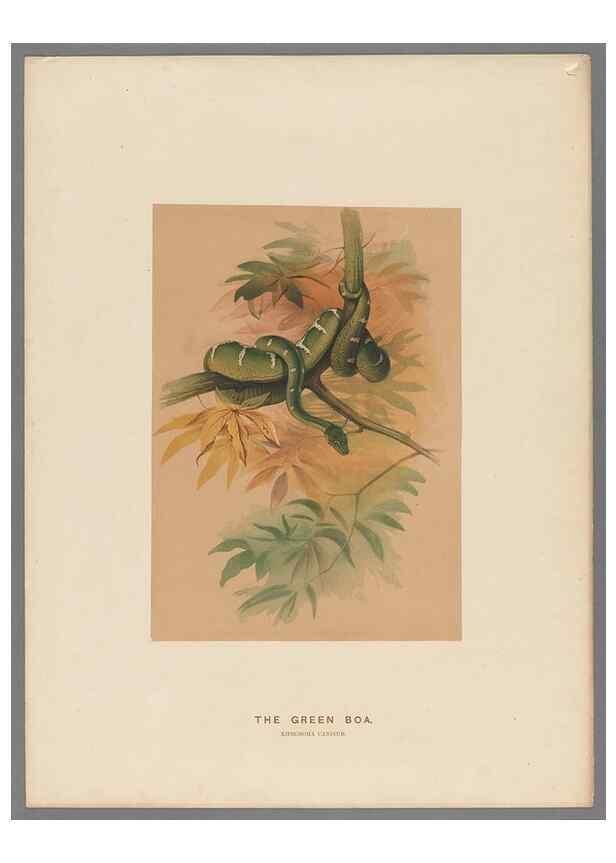 Reproducción/Reproduction 49418612108: Zoological sketches /. London :Henry Graves,1861-1867.. 