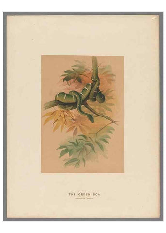 Reproducción/Reproduction 49418612108: Zoological sketches /. London :Henry Graves,1861-1867.. 