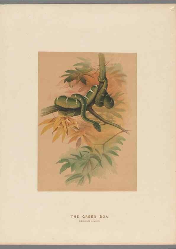 Reproducción/Reproduction 49418612108: Zoological sketches /. London :Henry Graves,1861-1867.. 