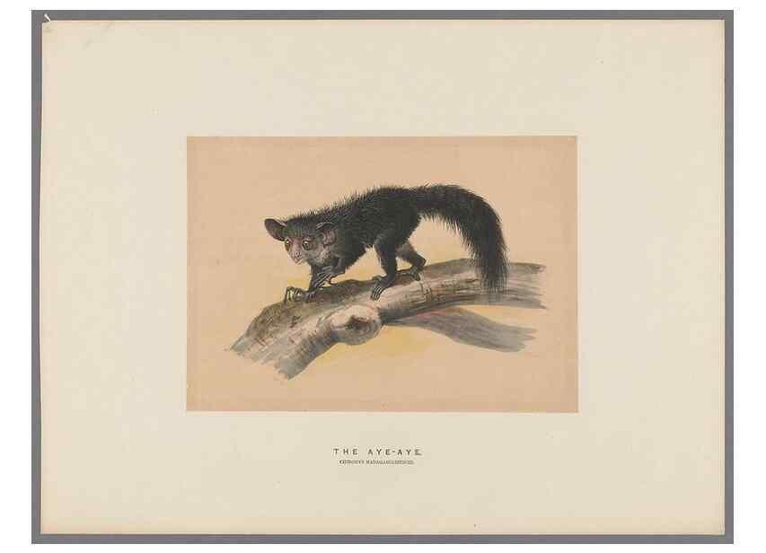 Reproducción/Reproduction 49418652143: Zoological sketches /. London :Henry Graves,1861-1867.. 