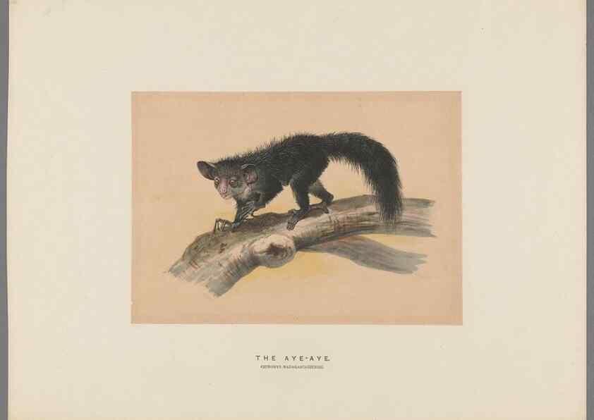 Reproducción/Reproduction 49418652143: Zoological sketches /. London :Henry Graves,1861-1867.. 