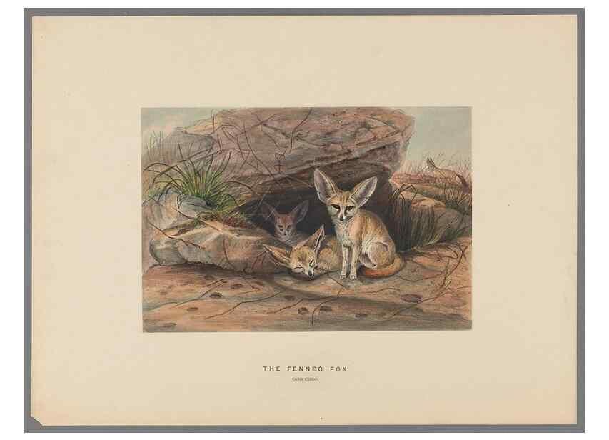 Reproducción/Reproduction 49419120101: Zoological sketches /. London :Henry Graves,1861-1867.. 