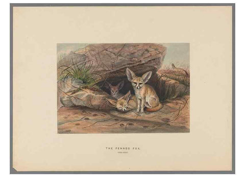 Reproducción/Reproduction 49419120101: Zoological sketches /. London :Henry Graves,1861-1867.. 