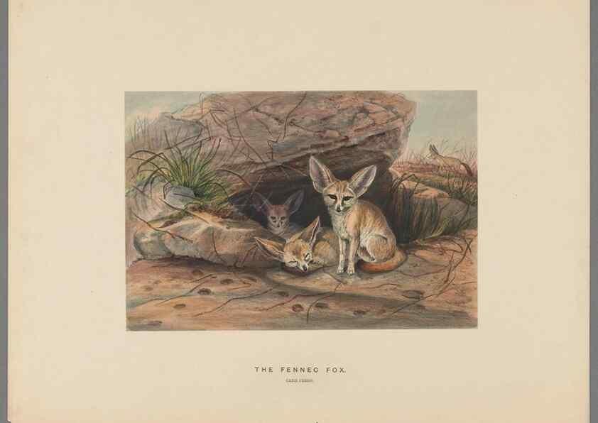 Reproducción/Reproduction 49419120101: Zoological sketches /. London :Henry Graves,1861-1867.. 