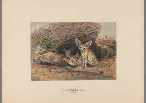 Reproducción/Reproduction 49419120101: Zoological sketches /. London :Henry Graves,1861-1867.. 
