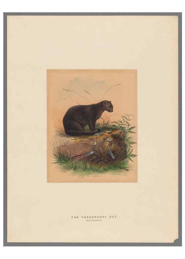 Reproducción/Reproduction 49419339337: Zoological sketches /. London :Henry Graves,1861-1867.. 