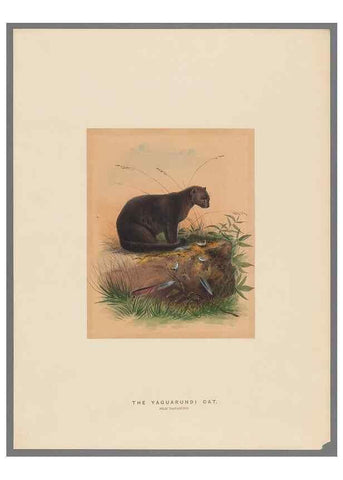 Reproducción/Reproduction 49419339337: Zoological sketches /. London :Henry Graves,1861-1867.. 