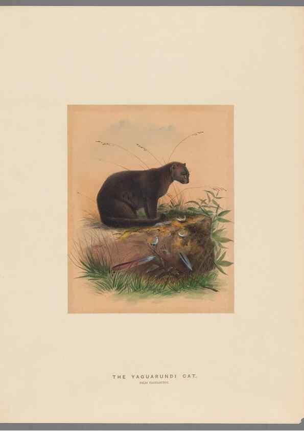 Reproducción/Reproduction 49419339337: Zoological sketches /. London :Henry Graves,1861-1867.. 