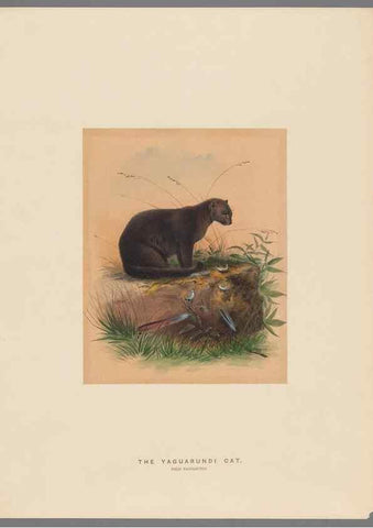 Reproducción/Reproduction 49419339337: Zoological sketches /. London :Henry Graves,1861-1867.. 