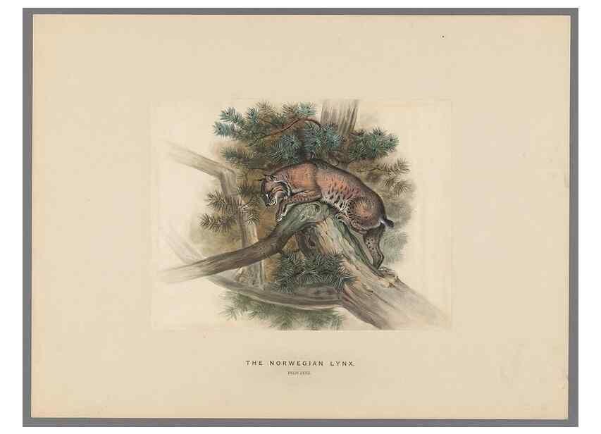 Reproducción/Reproduction 49419339517: Zoological sketches /. London :Henry Graves,1861-1867.. 