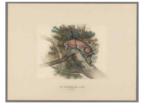 Reproducción/Reproduction 49419339517: Zoological sketches /. London :Henry Graves,1861-1867.. 
