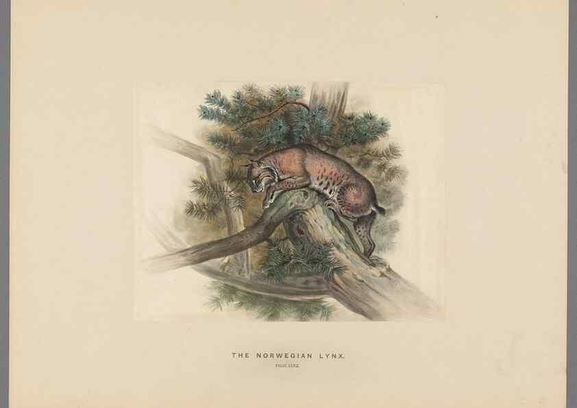 Reproducción/Reproduction 49419339517: Zoological sketches /. London :Henry Graves,1861-1867.. 