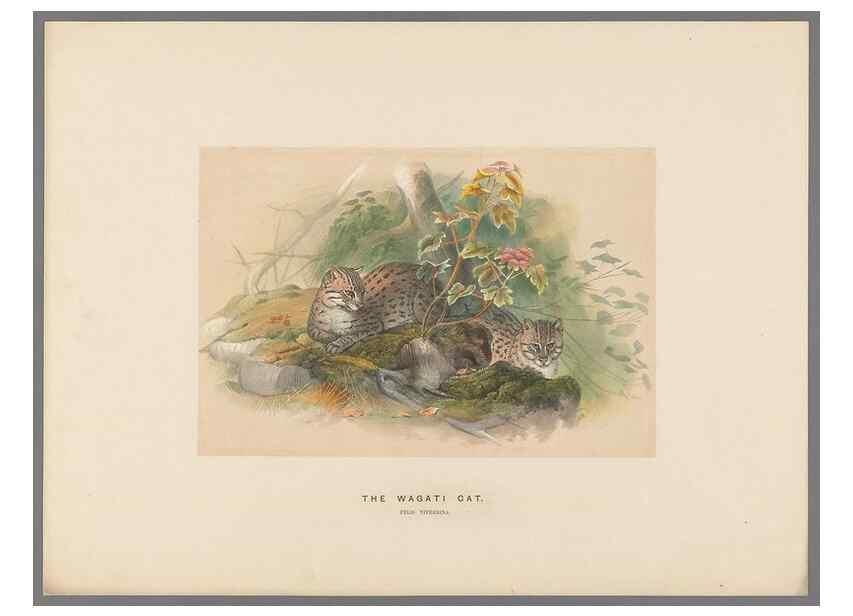 Reproducción/Reproduction 49419120746: Zoological sketches /. London :Henry Graves,1861-1867.. 