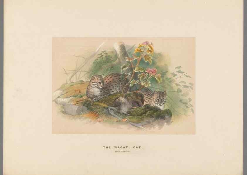 Reproducción/Reproduction 49419120746: Zoological sketches /. London :Henry Graves,1861-1867.. 