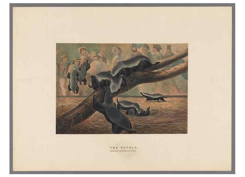 Reproducción/Reproduction 49419121171: Zoological sketches /. London :Henry Graves,1861-1867.. 