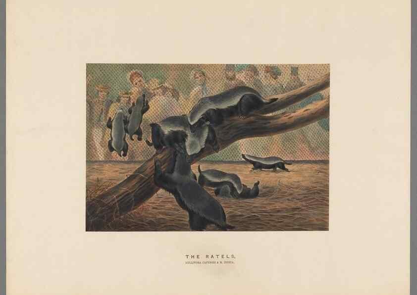 Reproducción/Reproduction 49419121171: Zoological sketches /. London :Henry Graves,1861-1867.. 