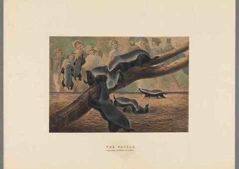 Reproducción/Reproduction 49419121171: Zoological sketches /. London :Henry Graves,1861-1867.. 