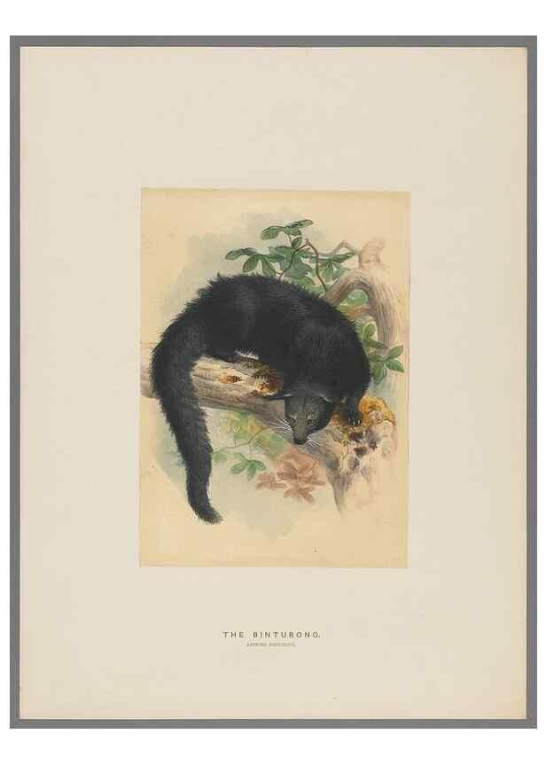 Reproducción/Reproduction 49419340382: Zoological sketches /. London :Henry Graves,1861-1867.. 