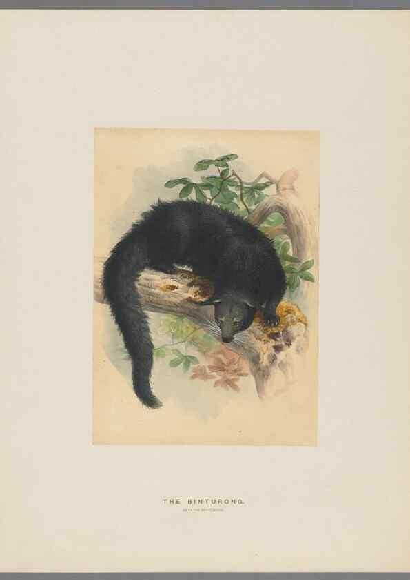 Reproducción/Reproduction 49419340382: Zoological sketches /. London :Henry Graves,1861-1867.. 