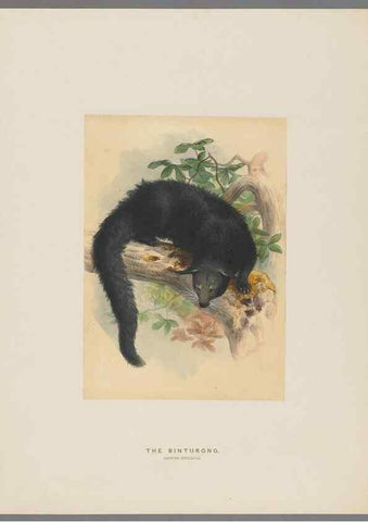 Reproducción/Reproduction 49419340382: Zoological sketches /. London :Henry Graves,1861-1867.. 