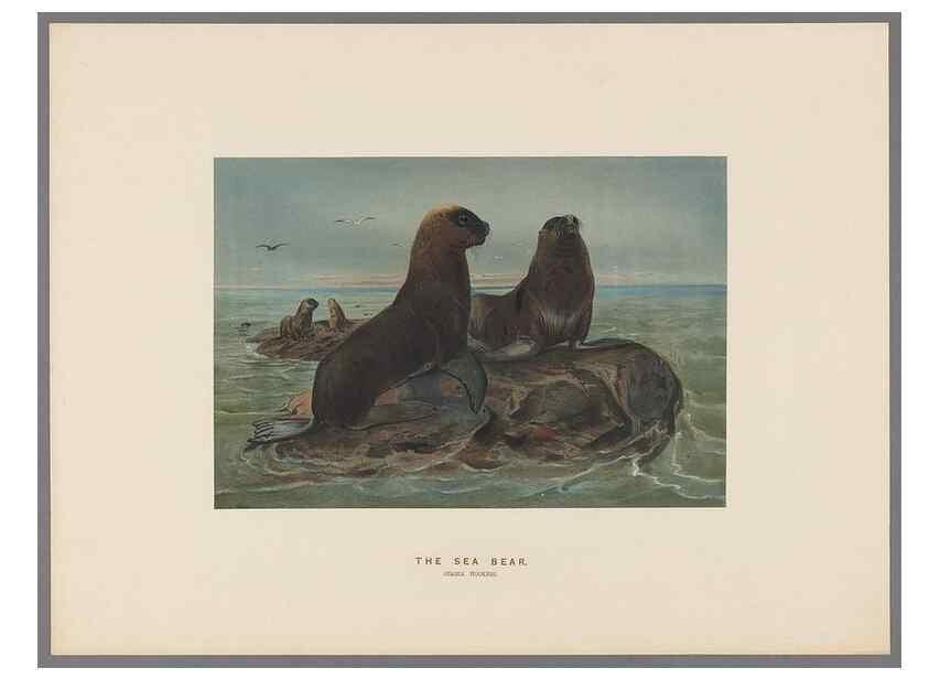 Reproducción/Reproduction 49418653743: Zoological sketches /. London :Henry Graves,1861-1867.. 