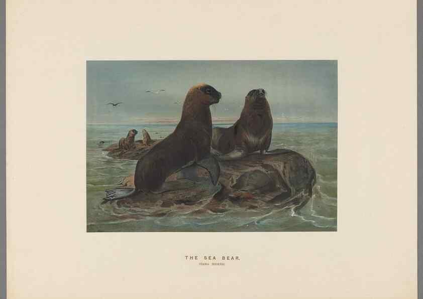 Reproducción/Reproduction 49418653743: Zoological sketches /. London :Henry Graves,1861-1867.. 