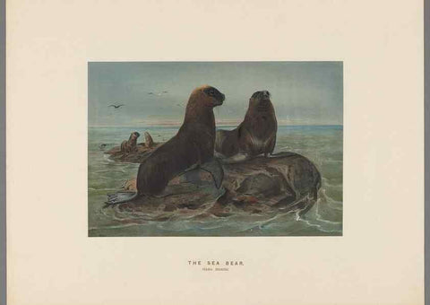Reproducción/Reproduction 49418653743: Zoological sketches /. London :Henry Graves,1861-1867.. 