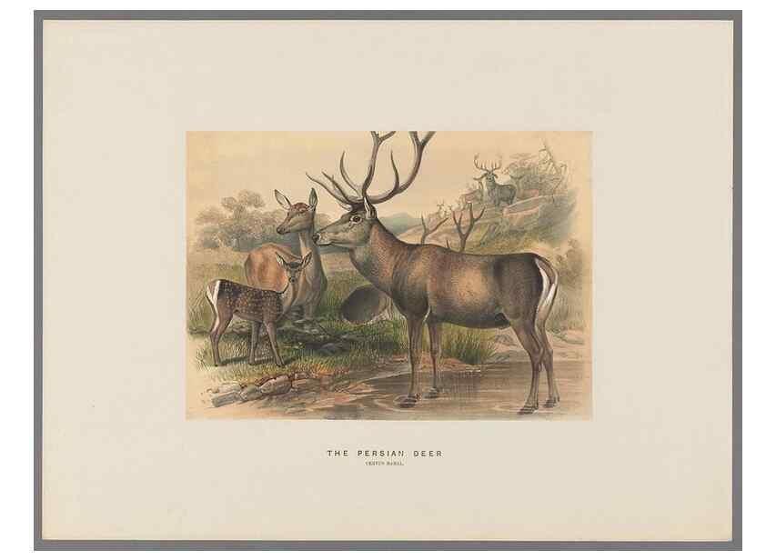Reproducción/Reproduction 49418653918: Zoological sketches /. London :Henry Graves,1861-1867.. 