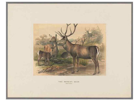 Reproducción/Reproduction 49418653918: Zoological sketches /. London :Henry Graves,1861-1867.. 