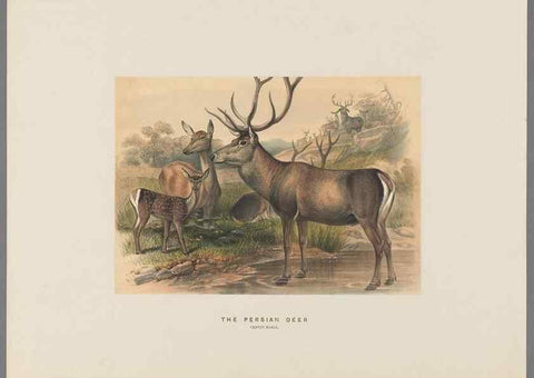 Reproducción/Reproduction 49418653918: Zoological sketches /. London :Henry Graves,1861-1867.. 