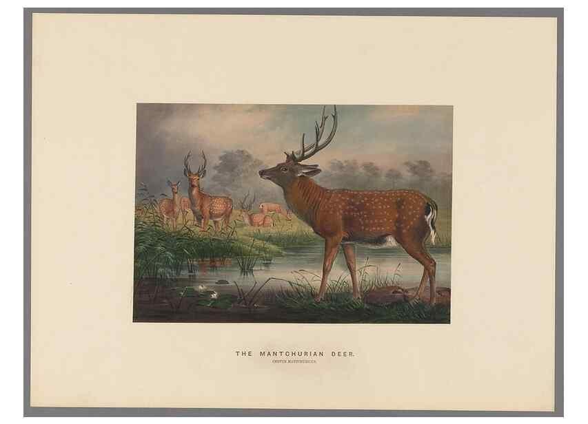 Reproducción/Reproduction 49418654083: Zoological sketches /. London :Henry Graves,1861-1867.. 