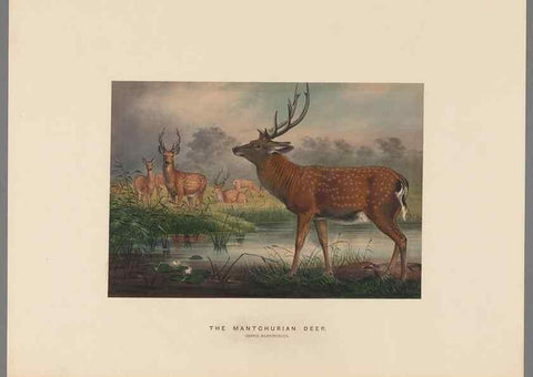 Reproducción/Reproduction 49418654083: Zoological sketches /. London :Henry Graves,1861-1867.. 