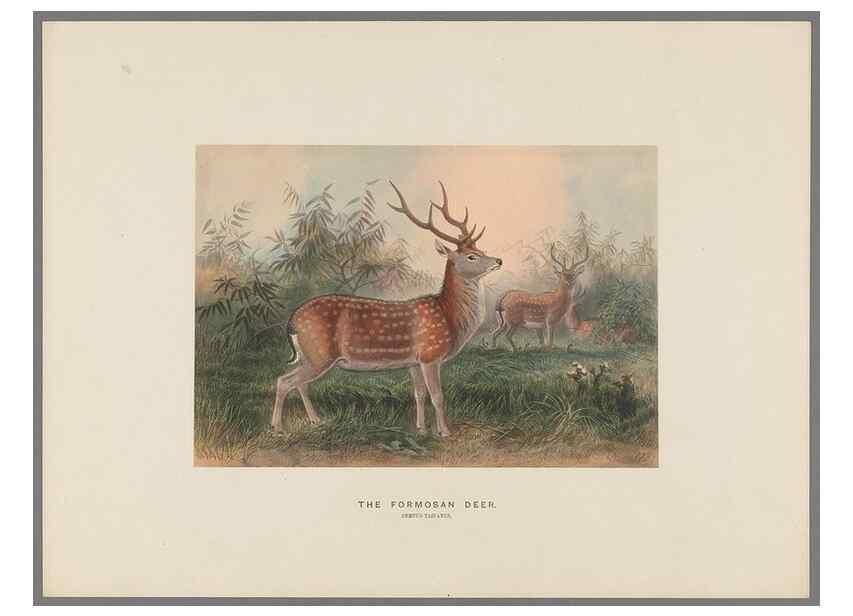 Reproducción/Reproduction 49419341267: Zoological sketches /. London :Henry Graves,1861-1867.. 