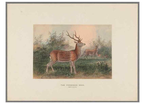 Reproducción/Reproduction 49419341267: Zoological sketches /. London :Henry Graves,1861-1867.. 