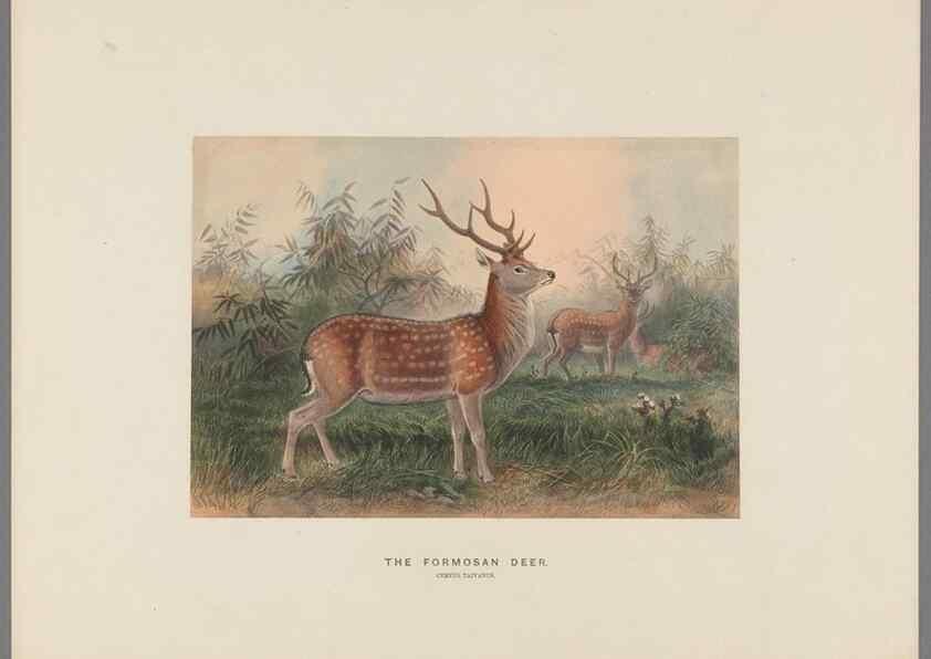 Reproducción/Reproduction 49419341267: Zoological sketches /. London :Henry Graves,1861-1867.. 