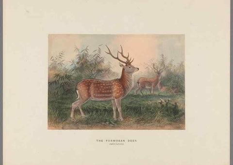 Reproducción/Reproduction 49419341267: Zoological sketches /. London :Henry Graves,1861-1867.. 