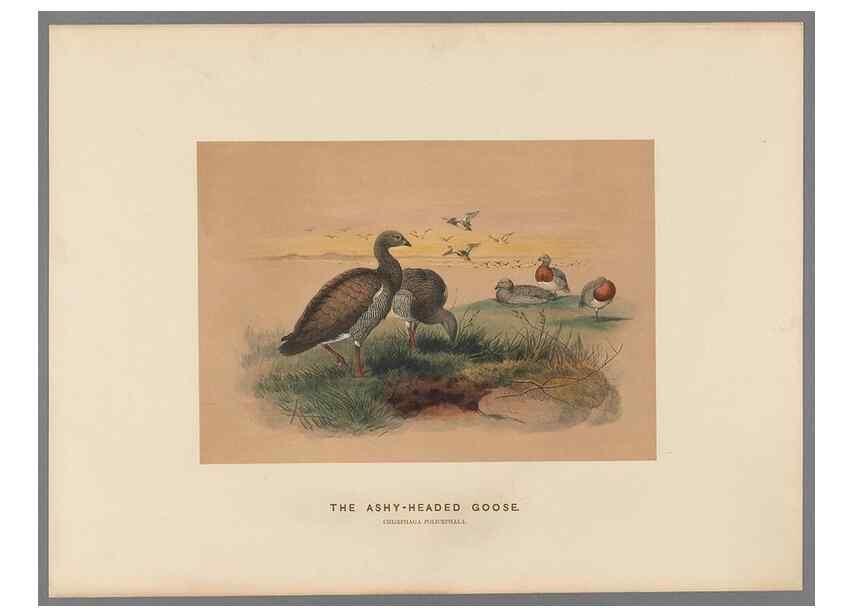 Reproducción/Reproduction 49419300412: Zoological sketches /. London :Henry Graves,1861-1867.. 
