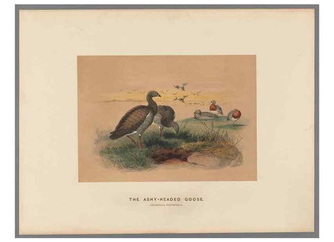 Reproducción/Reproduction 49419300412: Zoological sketches /. London :Henry Graves,1861-1867.. 