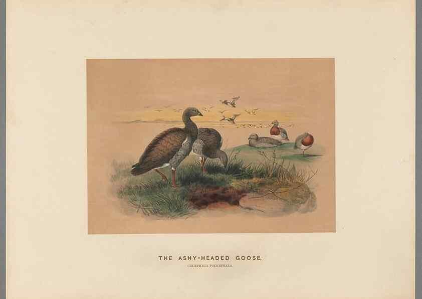 Reproducción/Reproduction 49419300412: Zoological sketches /. London :Henry Graves,1861-1867.. 