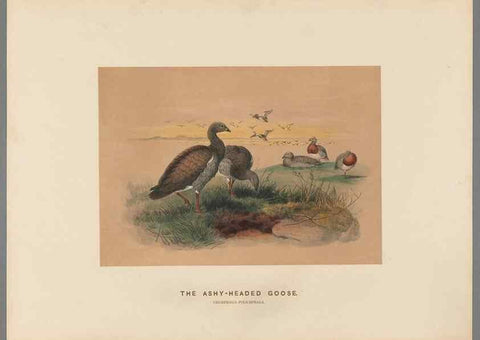 Reproducción/Reproduction 49419300412: Zoological sketches /. London :Henry Graves,1861-1867.. 